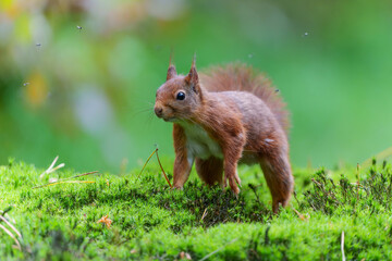 Eurasian red squirrel (Sciurus vulgaris) searching for food in the forest in the Netherlands.