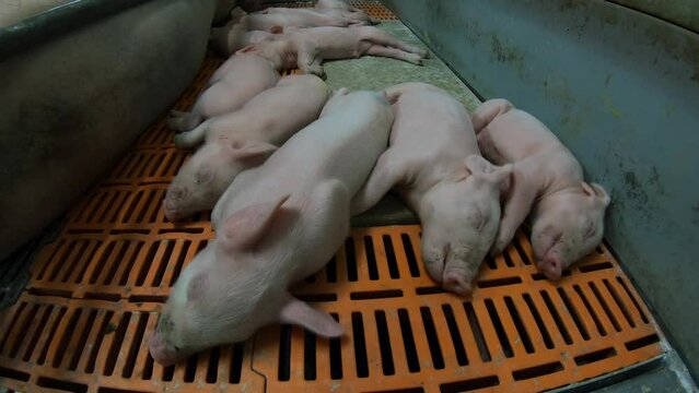 Small piglets that are breastfed by pigs on a pig farm