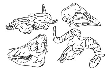 Graphical set. animal skulls linear art.