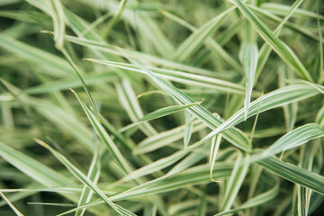 Light green leaves. Long, thin, fresh green leaves. Shades of green. Natural background and texture.