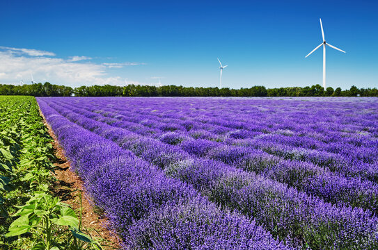 Blooming lavender field and wind turbines