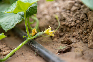 Cucumber plant in the home garden with small cucumbers and flowers growing, automatic watering
