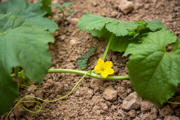 Toad skin melon plant, small yellow flowers, melon blossoms, in the home garden