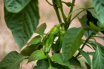 Pepper plant with small Italian peppers growing in home garden
