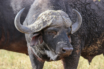 African or Cape buffalo, Kruger National Park, South Africa