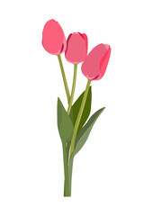 Pink tulip bouquet card. White background. Three flowers. Spring time.