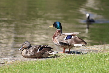 A mallard and a female duck by the Leeds and Liverpool canal. This photo has been taken on a warm and sunny summers day.