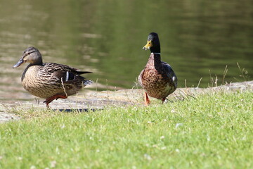 A mallard and a female duck by the Leeds and Liverpool canal. This photo has been taken on a warm and sunny summers day.