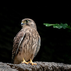 Female kestrel looking magestic while perched on a tree stump