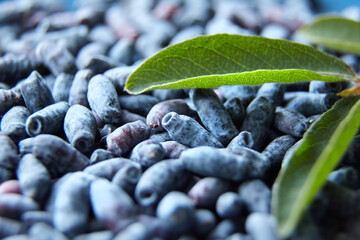 Haskap berry with fresh green leaves background, top view. Honeyberry (Lonicera caerulea) or...
