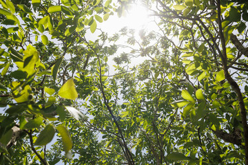 Moving fresh green foliage inside a tree in sunlight calming nature footage