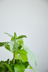 Fresh green melissa leaves on white background