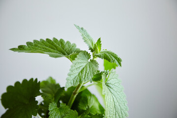 Fresh green melissa leaves on white background