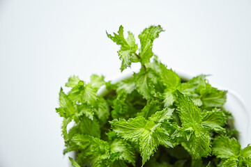 Fresh green mint leaves in white bowl