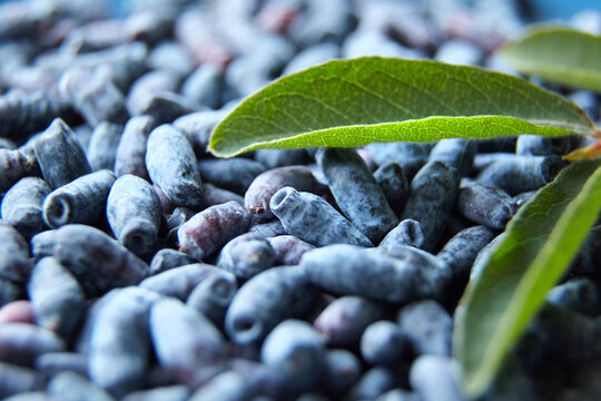 Haskap berry with fresh green leaves background, top view. Honeyberry (Lonicera caerulea) or honeysuckle