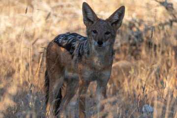 A black backed Jackal in this side on landscape portrait of this unique mammal.Taken in Etosha National Park Namibia