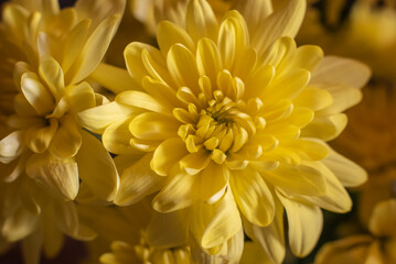 the gold colored petals of chrysanth blossoms