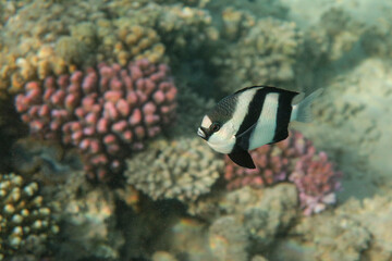 Dascyllus aruanus - Whitetail damselfish, Red Sea, Egypt