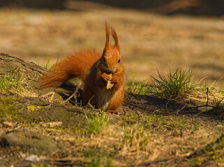 Squirrel in the park. Red squirrel. Eurasian red squirrel (Sciurus vulgaris)