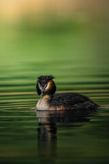 Haubentaucher im See