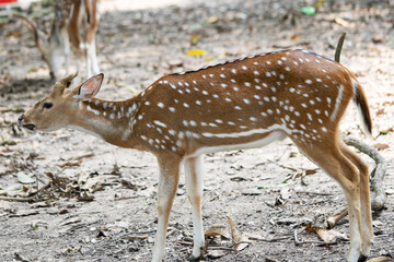 Naklejka na ściany i meble Deer Roaming Around in a Nature Reserve Park