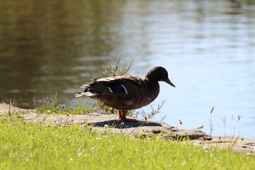 A female duck at the side of the Leeds and Liverpool canal. This photo was taken on a warm and sunny summers day. The duck is about to jump into the canal