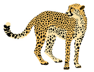 vector illustration of a cheetah