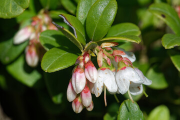 Obraz premium Flowers of lingonberry (Vaccinium vitis-idaea) on an old stump in the beginning of June.