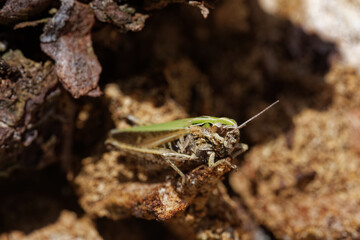 A  lesser marsh grasshopper on an old rotting stump.