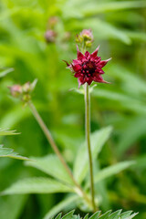 Marsh cinquefoil ( lat. Comarum palustre) in green background