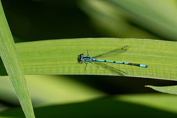A male azure damselfly (Coenagrion puella) sitting on grass.