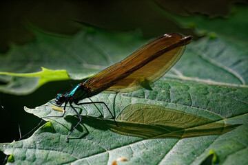 A female beautiful demoiselle (Calopteryx virgo) and her shadow on a maple leaf.