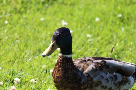 A mallard duck near the Leeds and Liverpool canal. The photo was taken on a warm and sunny summer day.