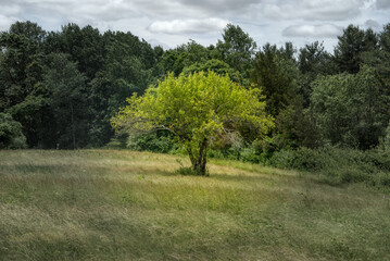 Obraz premium Lone tree in a meadow