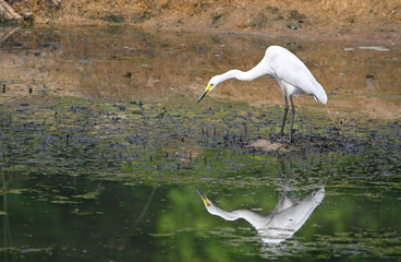 great blue heron