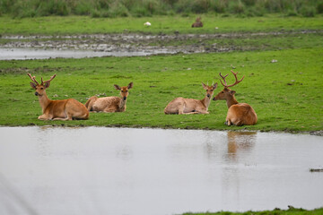 deer in the water