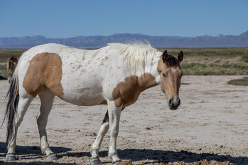 Wild Horse in Springtime in the Utah Desert