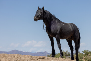 Wild Horse in Springtime in the Utah Desert