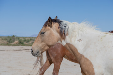 Obraz na płótnie Canvas Wild Horse in Springtime in the Utah Desert