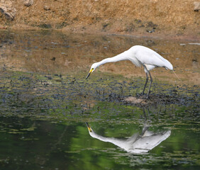 great blue heron