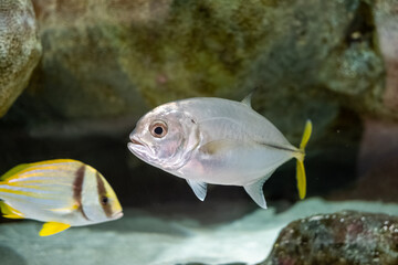 Saltwater fish in aquarium tank