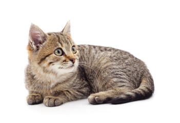 Brown little kitten sitting.
