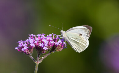 Large white butterfly pollinating verbena flowers, UK garden
