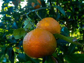 coppia di mandarini