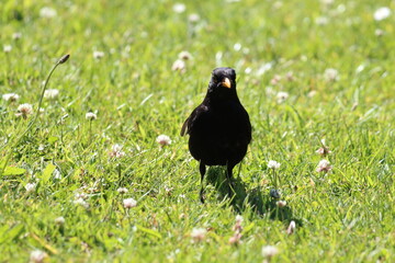 A blackbird near the side of the Leeds and Liverpool canal. This photo was taken on a warm and sunny summer day.
