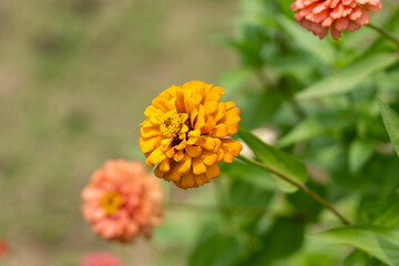 Zinnia. yellow zinnia flower on a green background in the garden close up. Summer and spring backgrounds
