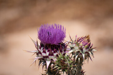 Close up of blooming purple thistle - Powered by Adobe