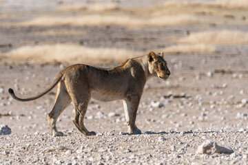 Lioness in Etosha National Park Namibia