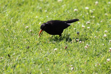 A blackbird foraging some prey near a canal on a warm and sunny day. The bird has found a worm that...