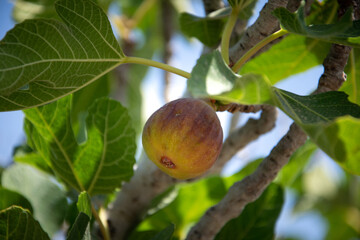 Fig on the tree